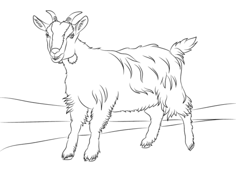 Cute Goat  Coloring Page